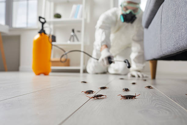 Post-Treatment Bed Bug Interceptor Monitoring in Burnham